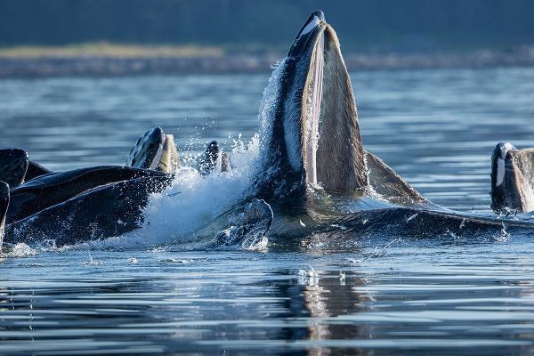 Alaska-Herring fish leap trying to flee from Humpback Whales surface as they bubble net feeding